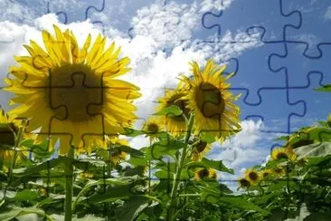 Flowers in the sun jigsaw puzzle