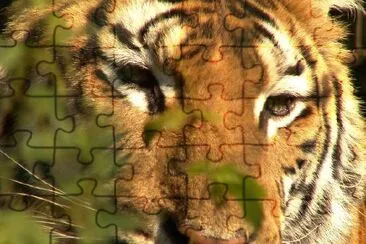 Tiger jigsaw puzzle