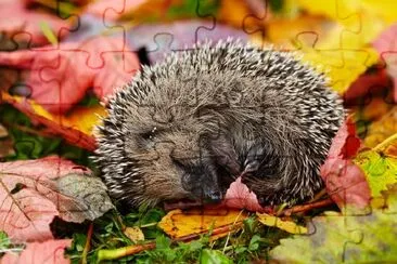 Sleeping hedgehog jigsaw puzzle