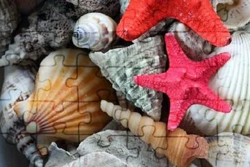 Sea Shells jigsaw puzzle