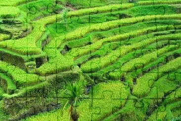 Rice terrace field, Indonesia jigsaw puzzle