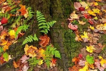 Autumn Leaves  jigsaw puzzle