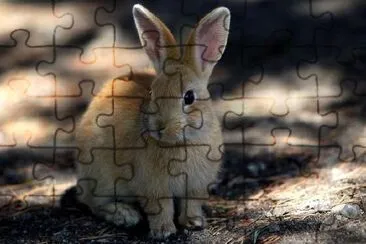 A Bunny jigsaw puzzle