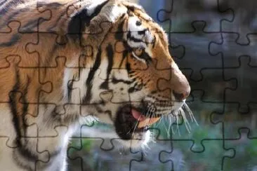 Siberian Tiger jigsaw puzzle