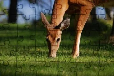 Brown Deer jigsaw puzzle