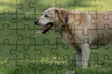 A Dog in the Park jigsaw puzzle