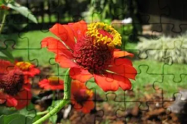 Orange Flower jigsaw puzzle