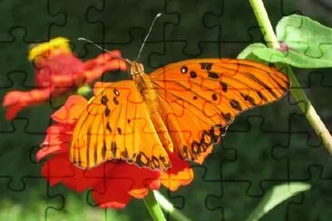 Beautiful Butterfly jigsaw puzzle