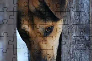 Beautiful Dog jigsaw puzzle