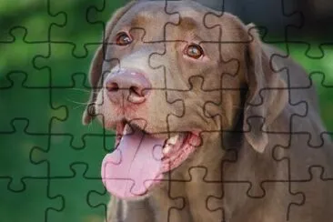 Brown Dog jigsaw puzzle