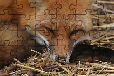 Fox jigsaw puzzle