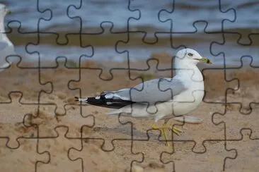 Seagull jigsaw puzzle