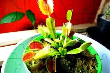 Venus flytrap jigsaw puzzle