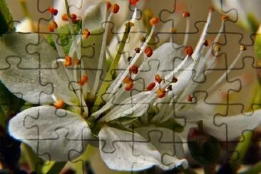 Prunus Spinosa jigsaw puzzle