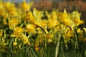 Daffodils jigsaw puzzle