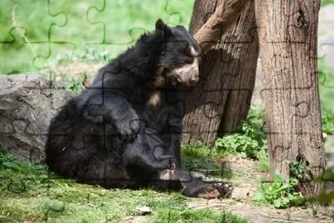 Black Bear Sleeping jigsaw puzzle