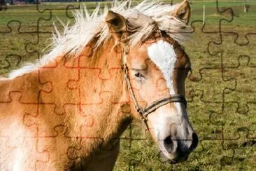 Horse jigsaw puzzle