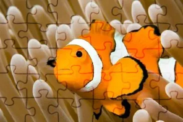 Clown Anemonefish jigsaw puzzle