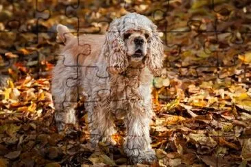 American Cocker Spaniel in Autumn Forest jigsaw puzzle