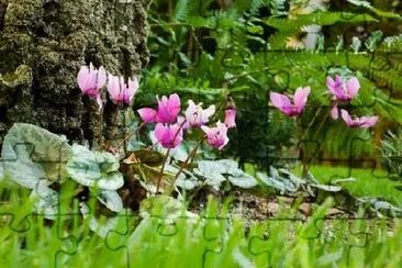 Cyclamens and Fern jigsaw puzzle