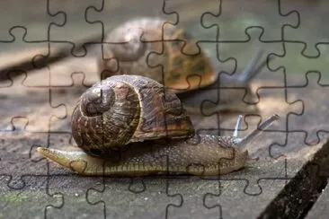 Two Snails jigsaw puzzle