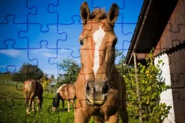 Brown Horse Looking at Camera jigsaw puzzle