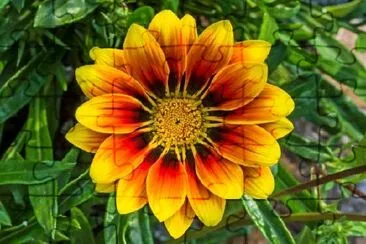 Gazania Flower  jigsaw puzzle