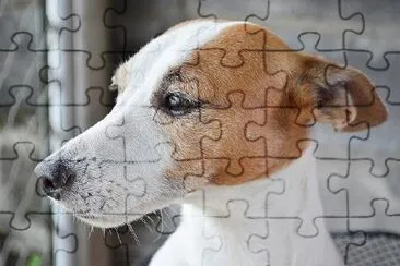 A Dog Up Close jigsaw puzzle