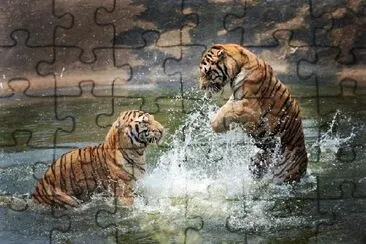 Tigers Play in the Water jigsaw puzzle