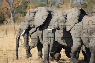 Elephant Family at Hwange National Park, Zimbabwe jigsaw puzzle