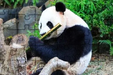 Giant Panda Eating Bamboo jigsaw puzzle