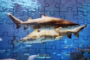 Sharks in the Ocean jigsaw puzzle