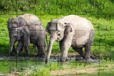 Wild Elephants jigsaw puzzle