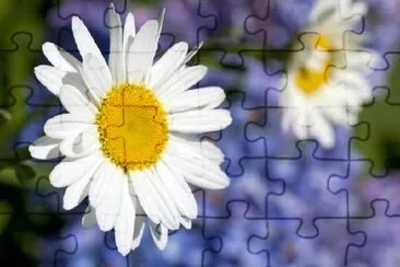 White Daisy jigsaw puzzle