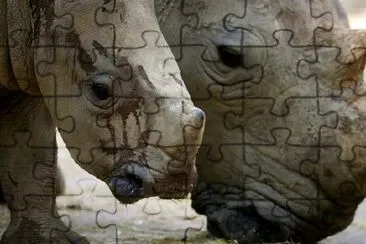 White Rhinoceroses jigsaw puzzle