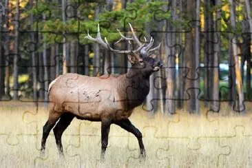 Rocky Mountain Elk jigsaw puzzle