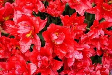 Red flowers jigsaw puzzle