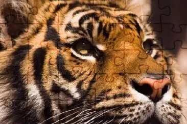 Serious Tiger jigsaw puzzle