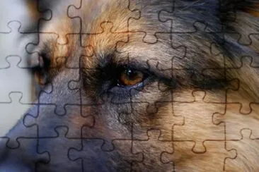 Dog Eyes Up Close jigsaw puzzle