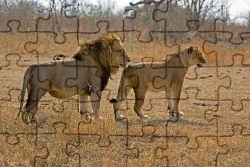 Lion and Lioness Together jigsaw puzzle