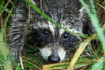 Little Raccoon  jigsaw puzzle