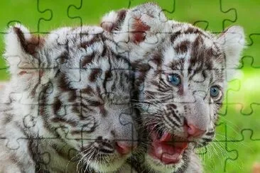 White Tiger Pups jigsaw puzzle