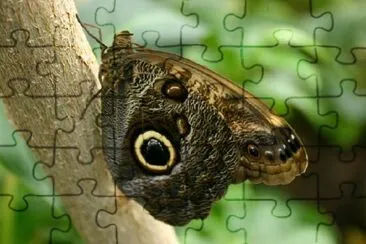 Owl Butterfly Perched on a Tree jigsaw puzzle