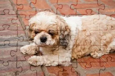 Shih Tzu Hund