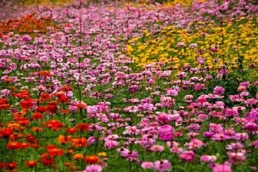 Flowers in the Meadow jigsaw puzzle