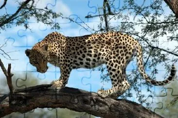 Leopard on a Brach jigsaw puzzle