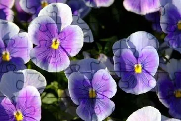 Bright Purple Pansy Flowers jigsaw puzzle