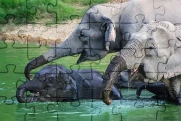 Wild Elephants jigsaw puzzle