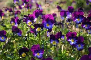 Violets jigsaw puzzle