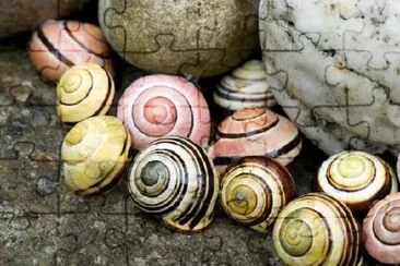 Snail Shells jigsaw puzzle